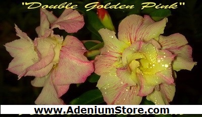 New Adenium \'Double Golden Pink\' 5 Seeds